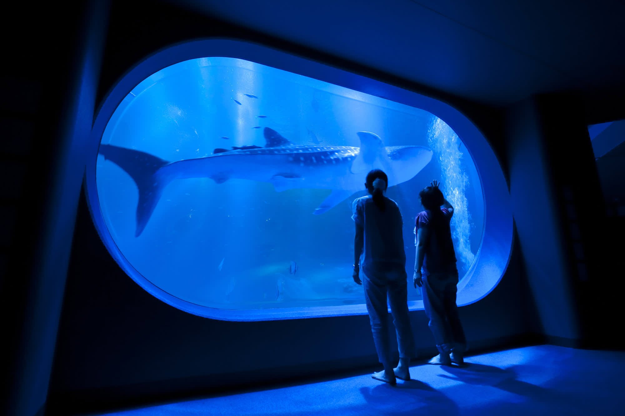 🐠 노토지마 수족관(노토지마 스이조쿠칸)